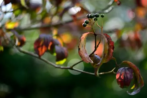 Red Dogwood: Τοξικότητα και πιθανοί κίνδυνοι