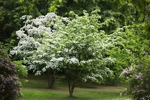 Japanese Dogwood: Ideal for which location?