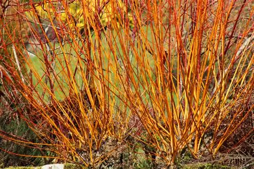 Poda de dogwood vermelho