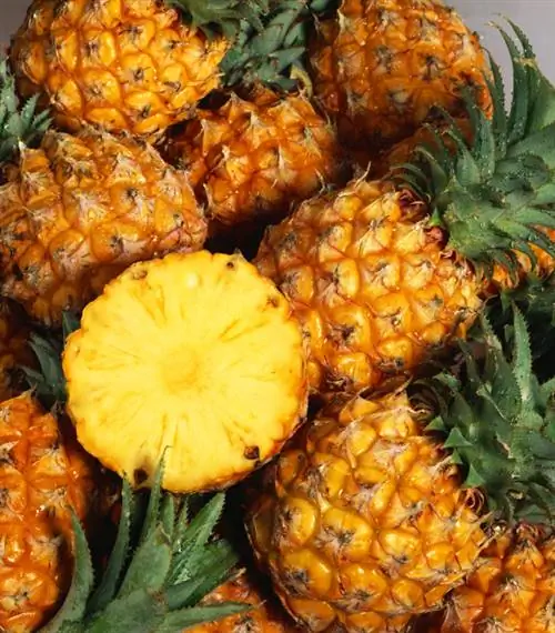 Ananas jedovatý