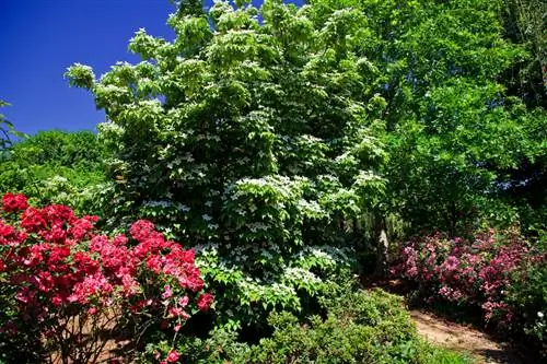 Pruning the Japanese dogwood: Thaum twg thiab ua li cas?