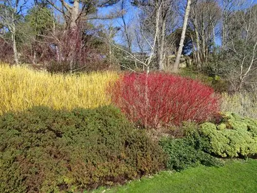 Tela de privacidade dogwood vermelho