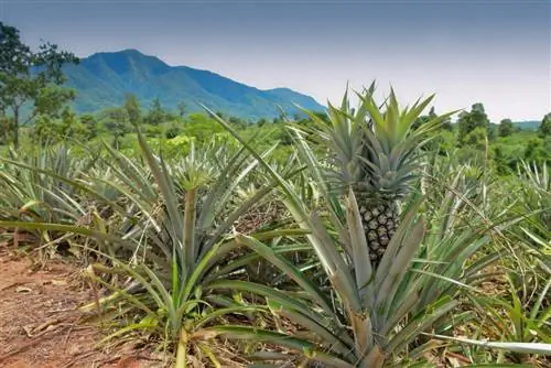 Ananas Oprindelse: Oprindelse og verdensomspændende vækstområder