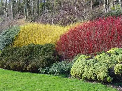 Dogwood vermelho no jardim: qual local ele prefere?