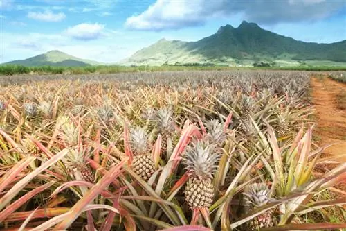 Saison de l'ananas : Quelle est la meilleure période pour la récolte et l'entretien ?