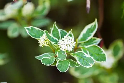 Dogwood species sa isang sulyap: Aling variety ang tama para sa iyo?