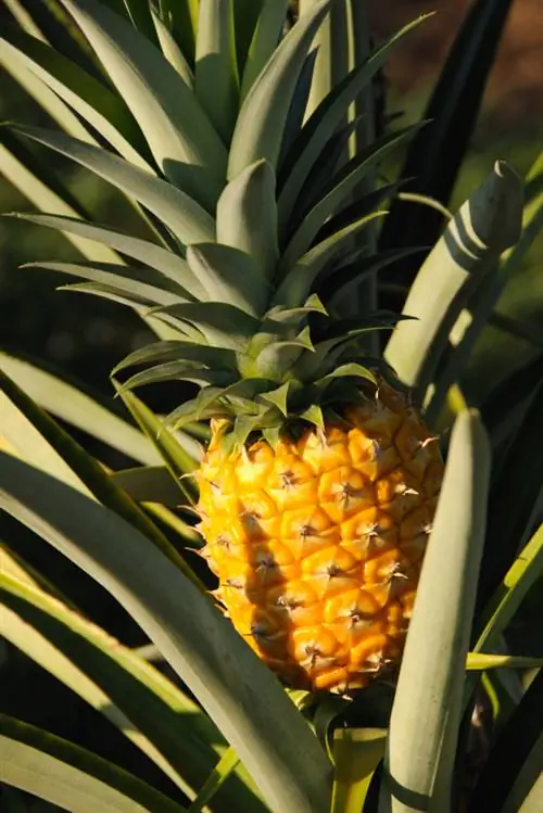 Gli ananas crescono