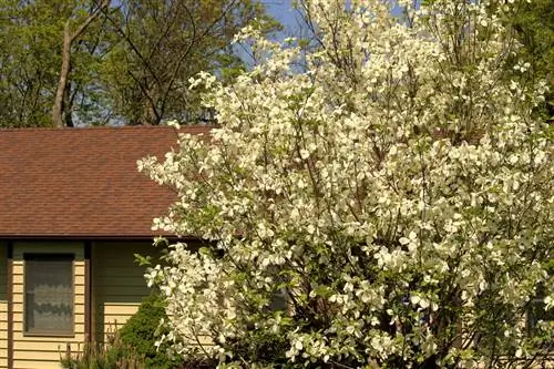 Langkah-langkah perawatan dogwood