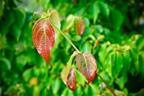 Dogwood tidak berbunga? Kemungkinan penyebab & solusinya