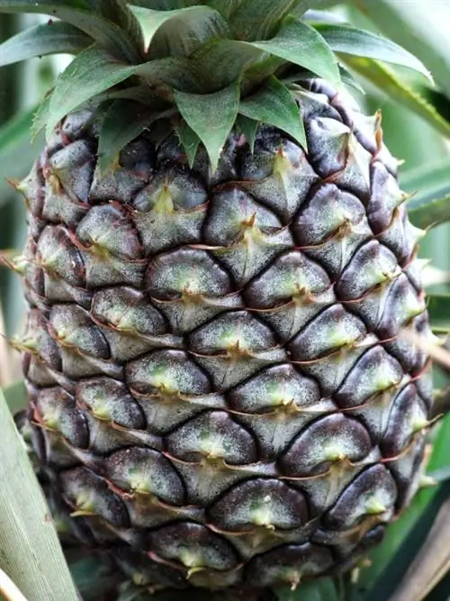 La piña madura