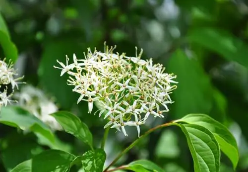 Rooi kornoelje: profiel en maklik-versorgde blomboom