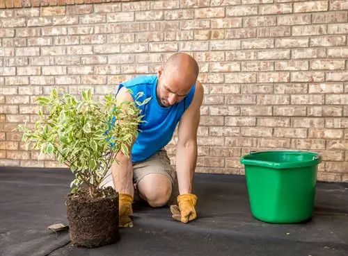 Planter des cornouillers