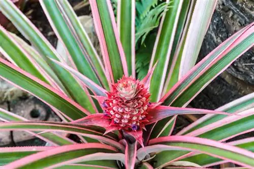 Grow pineapple plant