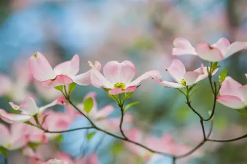 Wanneer bloeit de kornoelje? Het perfecte moment in de tuin