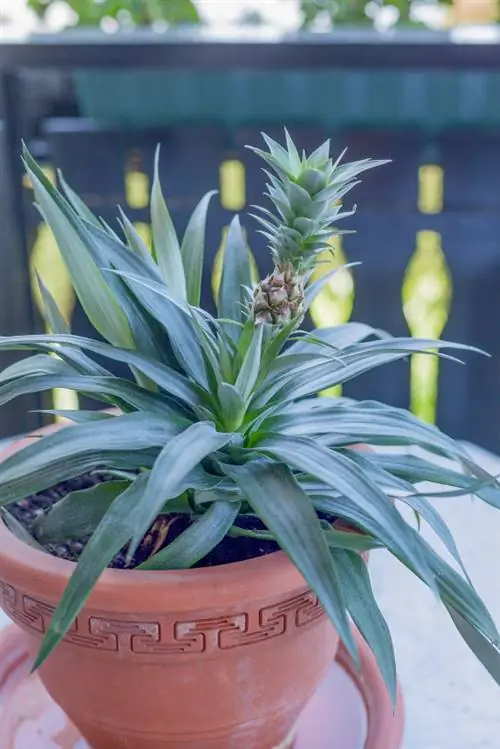 Pineapple houseplant