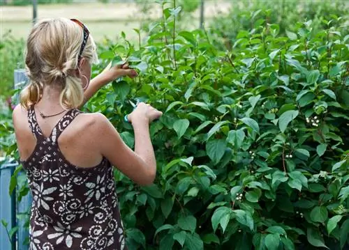 Propagation du cornouiller : utilisez des boutures, des drageons et des graines