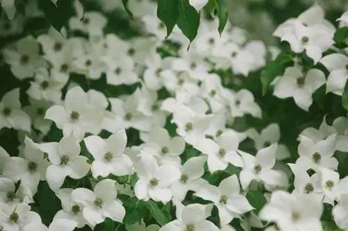 Dogwood blooms