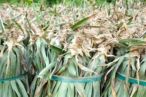 Dyrk din egen ananas: Sådan lader du den slå rod