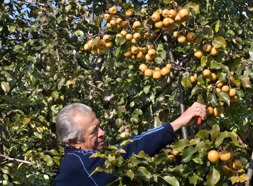 Memanen pir Nashi: Potongan yang tepat untuk mendapatkan lebih banyak buah