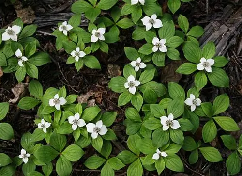 Permaidani Dogwood