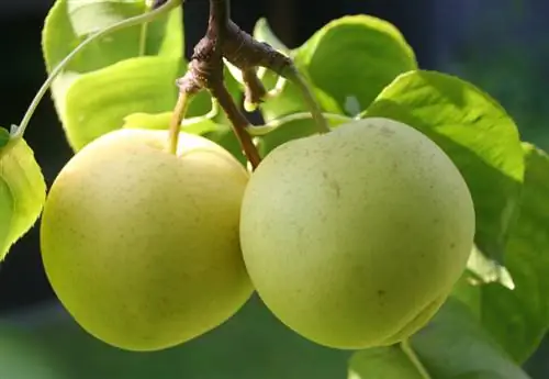 Poire Nashi mûre