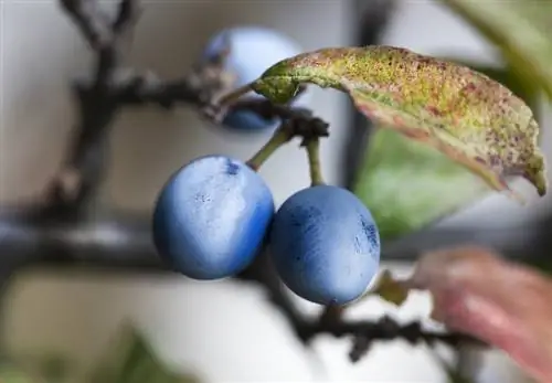 Kornoelje siektes: hoe om dit te herken en te behandel