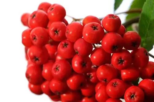 Rowan jagode: nabiranje, predelava in uživanje