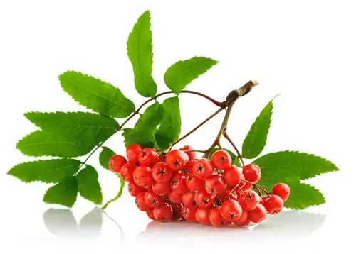 Rowanberries уулуу