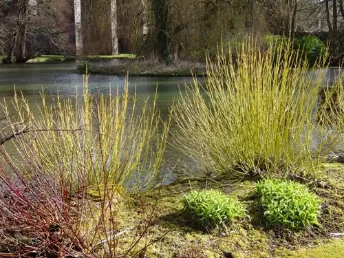 Oorplant van kornoelje: Wanneer en hoe werk dit reg?