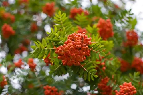 Plantera rönnträd: Hur man hittar den perfekta platsen