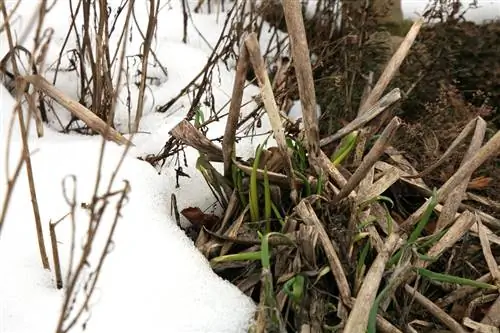 Ornamental na bawang sa taglamig: Paano maayos na protektahan ang iyong mga halaman