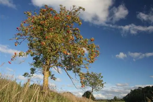 Rowan արմատներ. արդյո՞ք դրանք խնդրահարույց են այգում: