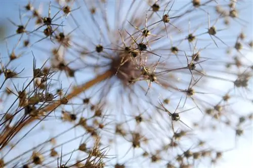 Sembrar alls ornamentals: pas a pas cap a l'èxit