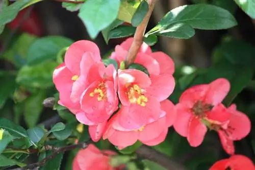 Cut ornamental quince