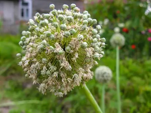 Instrucciones: Cultivar ajo ornamental a partir de semillas paso a paso