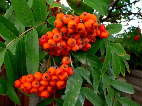 Rowan in the garden