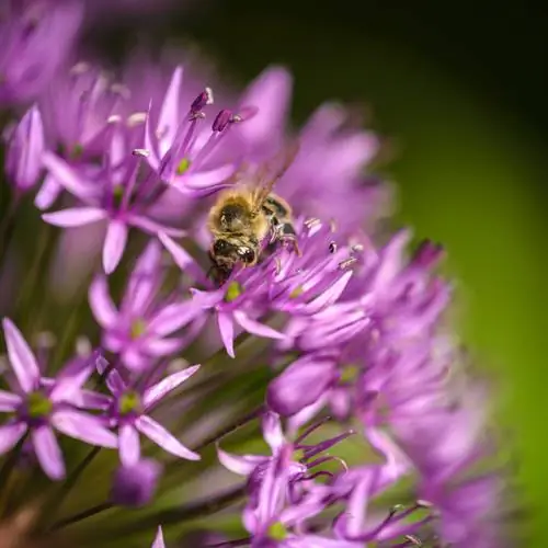 Alho ornamental no jardim: Não tenha medo da toxicidade