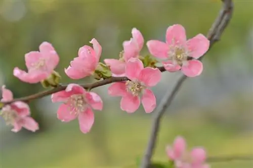 শোভাময় quince জাত