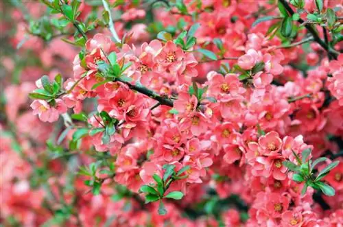 I-multiply ang ornamental quince