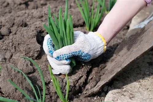 Aglio ornamentale senza fiori