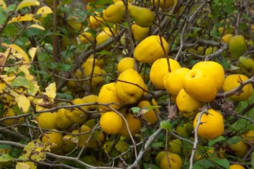 Quince yang dapat dimakan: kecantikan Jepang dengan vitamin C