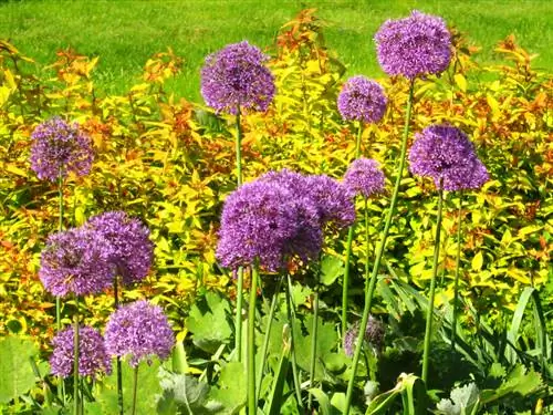 Ajo ornamental en el jardín: elección del lugar para un crecimiento óptimo