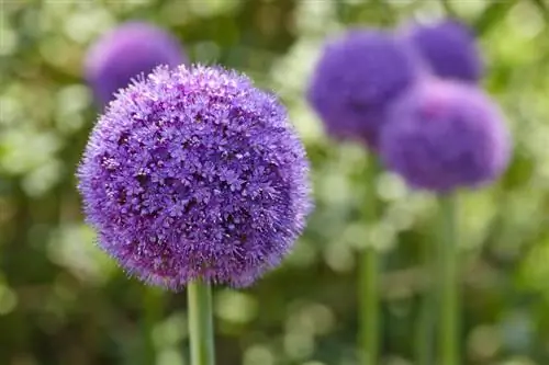 Ornamental onion: purple, pink or white - discover the variety of colors