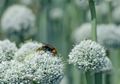 Ornamental allium arter