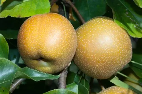 Nashi : Réussir à faire pousser la délicieuse pomme-poire dans le jardin