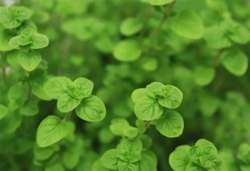 Oregano parvarishi