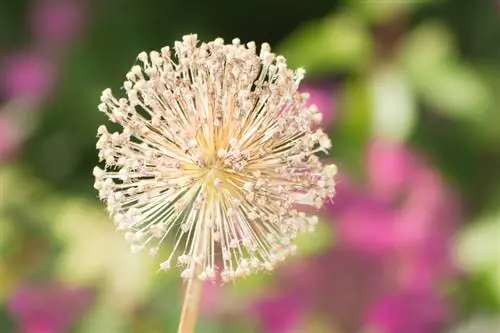 Aglio ornamentale perenne: consigli per coltivarlo e prendersene cura