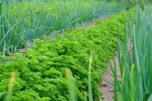 Plant parsley