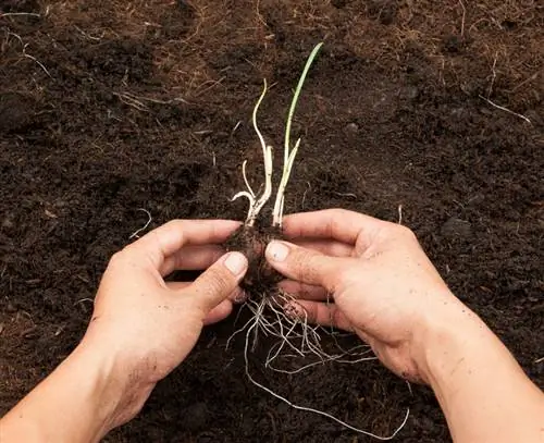 Svernamento delle cipolle ornamentali: come proteggere adeguatamente la pianta