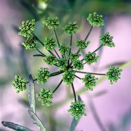 Sembra de julivert: cultiu amb èxit a l'hort i test